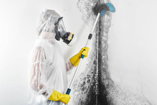 Asbestos and Lead Testing During Mold Inspection in Bel Air, MD