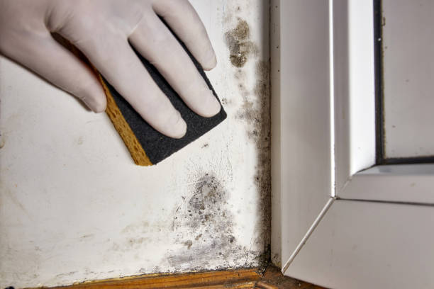 Best Mold Remediation for Vacation Homes  in Bel Air, MD
